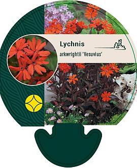Lychnis arkwrightii 'Vesuvius' Pot 9 cm