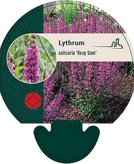 Lythrum sal. 'Rosy Gem' Pot 9 cm