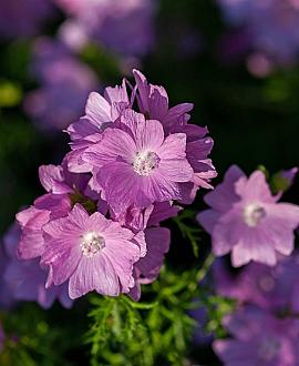 Malva moschata 'Rosea' Pot 9 cm