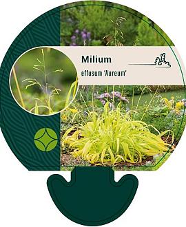 Milium effusum 'Aureum' Pot 9 cm