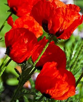 Papaver or. 'Allegro' Pot 9 cm