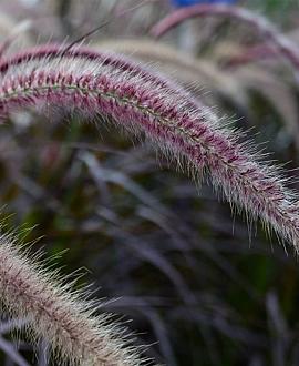 Pennisetum advena 'Rubrum' Pot 9 cm