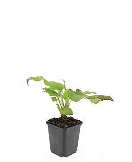 Persicaria amplexicaulis Pot 9 cm