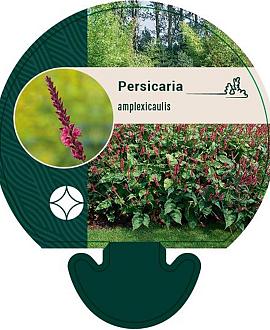 Persicaria amplexicaulis Pot 9 cm
