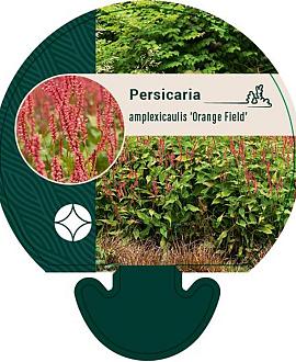 Persicaria a. 'Orangofield' Pot 9 cm