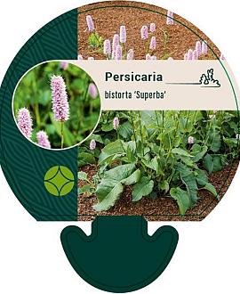 Persicaria bistorta 'Superba' Pot 9 cm