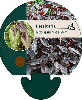 Persicaria micr. 'Red Dragon' Pot 9 cm