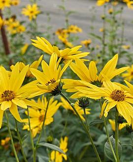 Helianthus atrorubens Pot 9 cm