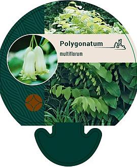 Polygonatum multiflorum Pot 9 cm