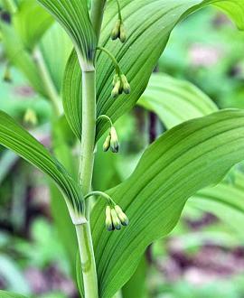 Polygonatum multiflorum Pot 9 cm