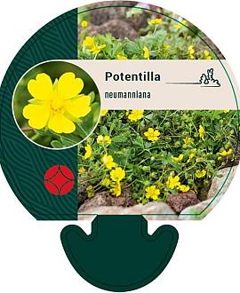 Potentilla neumanniana Pot 9 cm