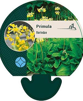 Primula florindae Pot 9 cm