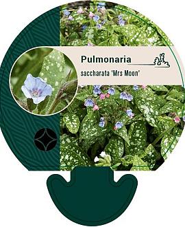 Pulmonaria s. 'Mrs Moon' Pot 9 cm