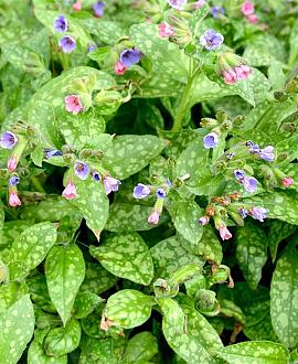Pulmonaria s. 'Mrs Moon' Pot 9 cm