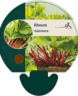 Rheum rhabarbarum Pot 9 cm