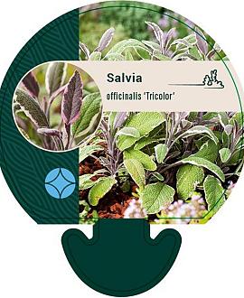 Salvia off. 'Tricolor' Pot 9 cm