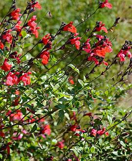 Salvia 'Royal Bumble' Pot 9 cm