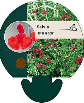 Salvia 'Royal Bumble' Pot 9 cm