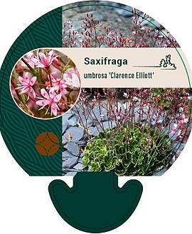 Saxifraga umbrosa 'ClarenceElliott' Pot 9 cm