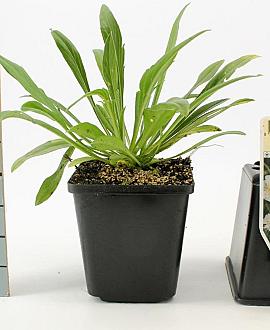 Scabiosa cauc. 'Perfecta Alba' Pot 9 cm