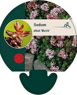 Sedum album 'Murale' Pot 9 cm