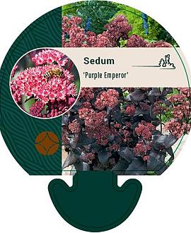 Sedum 'Purple Emperor' Pot 9 cm