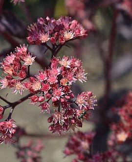 Sedum 'Purple Emperor' Pot 9 cm