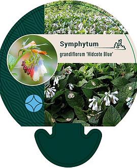 Symphytum grand. 'Hidcote Blue' Pot 9 cm