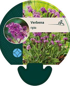 Verbena rigida Pot 9 cm