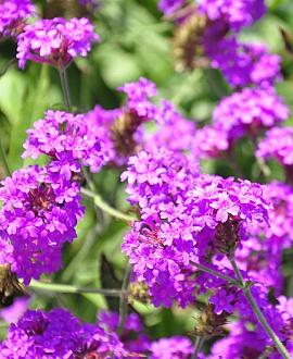 Verbena rigida Pot 9 cm
