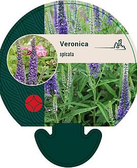 Veronica spicata Pot 9 cm
