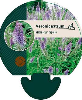Veronicastrum virg. 'Apollo' Pot 9 cm