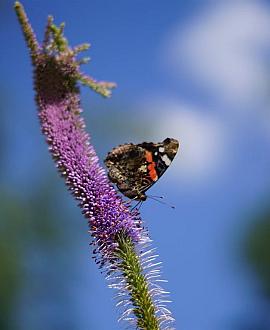 Veronicastrum virg. 'Apollo' Pot 9 cm