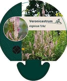 Veronicastrum virg. 'Erika' Pot 9 cm