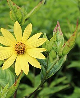 Helianthus 'Lemon Queen' Pot 9 cm