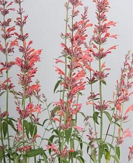Agastache 'Fleur' Pot 9 cm