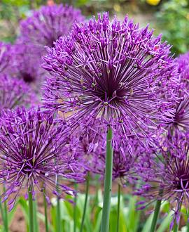 Allium 'Purple Rain' Pot 9 cm