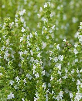 Calamintha n. 'Marvelette White' Pot 9 cm