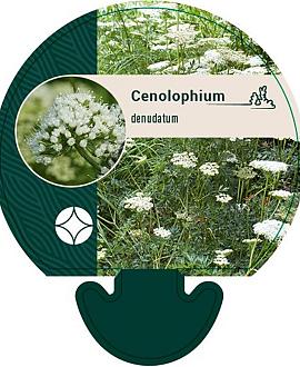 Cenolophium denudatum Pot 9 cm