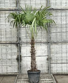 Chamaerops excelsa Pot 45 Liter Stam 100 cm