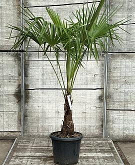 Chamaerops excelsa Pot 35 Liter stam 40 cm 