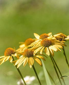 Echinacea 'Mellow Yellows' Pot 9 cm