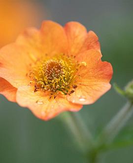 Geum 'Totally Tangerine' Pot 9 cm