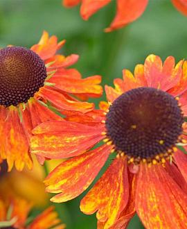 Helenium 'Short'n Sassy' Pot 9 cm