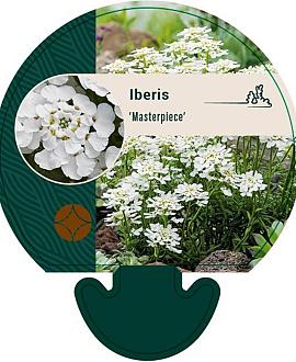 Iberis 'Masterpiece' Pot 9 cm