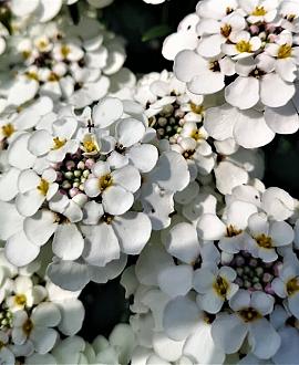 Iberis 'Masterpiece' Pot 9 cm