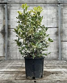 Osmanthus heterophyllus 'Tricolor' Pot 9 Liter 