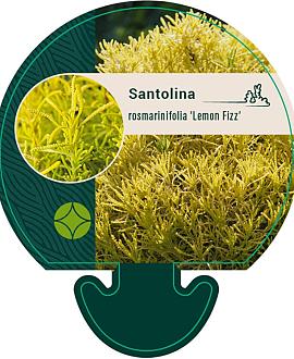 Santolina rosm. 'Lemon Fizz' Pot 9 cm
