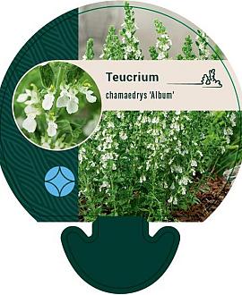Teucrium cham. 'Album' Pot 9 cm