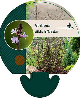Verbena officinalis 'Bampton' Pot 9 cm